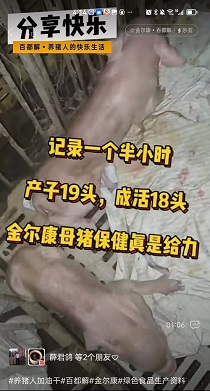 ĸ��һ����Сʱ����19ͷ�ɻ�18ͷ